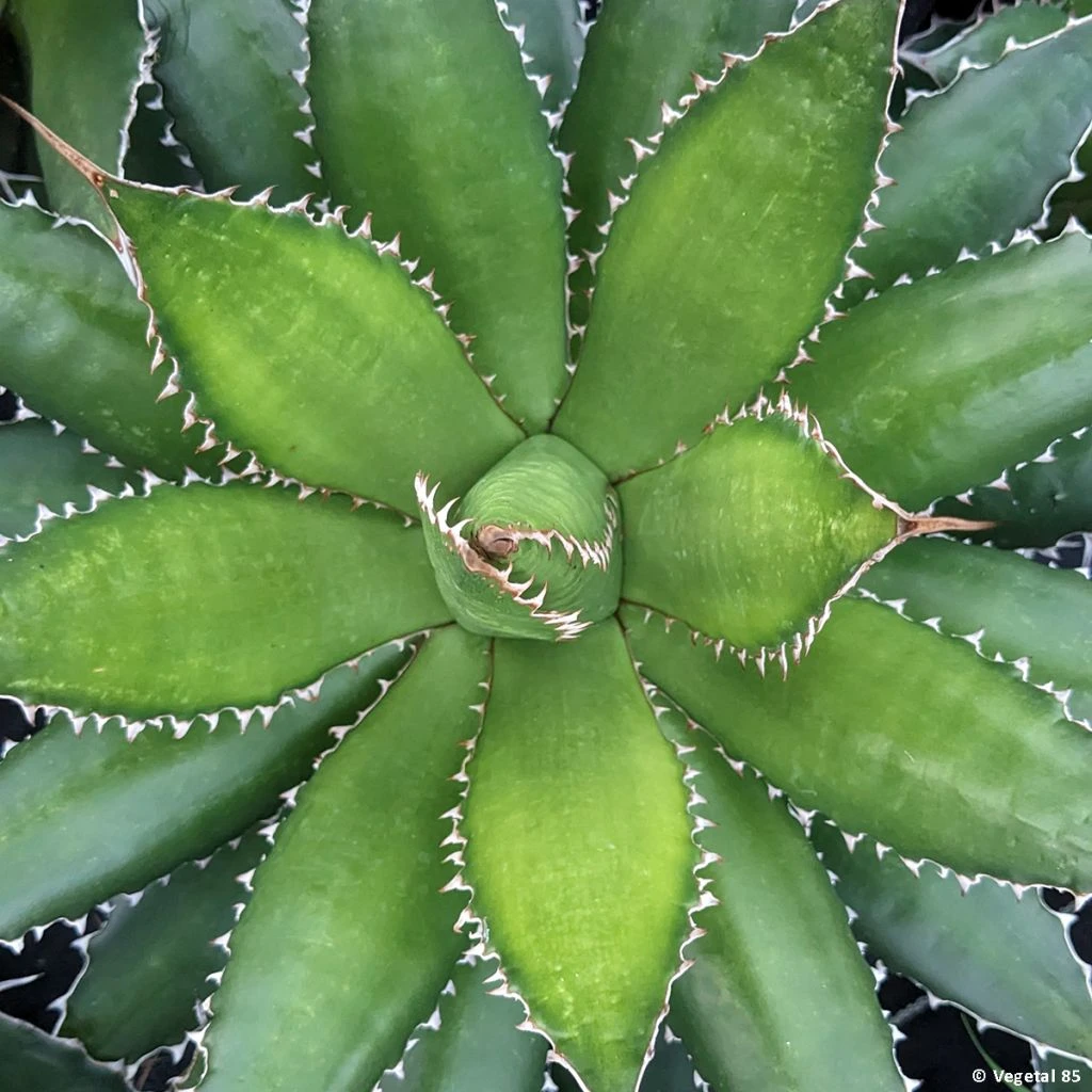 Agave Horrida 1 Agave Horrida