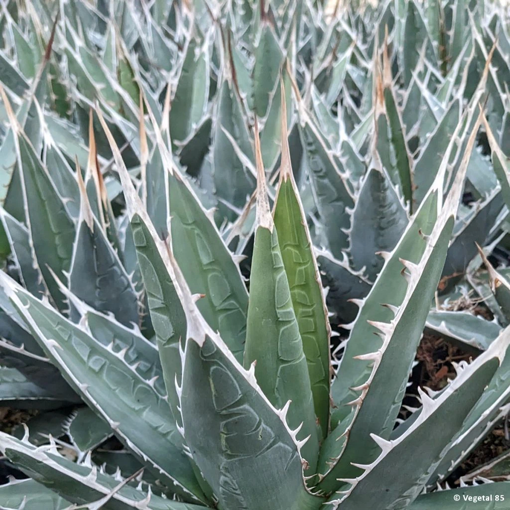 Agave Kerchovei 1 Agave Kerchovei