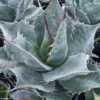 Agave Parrasana - Agave Chou