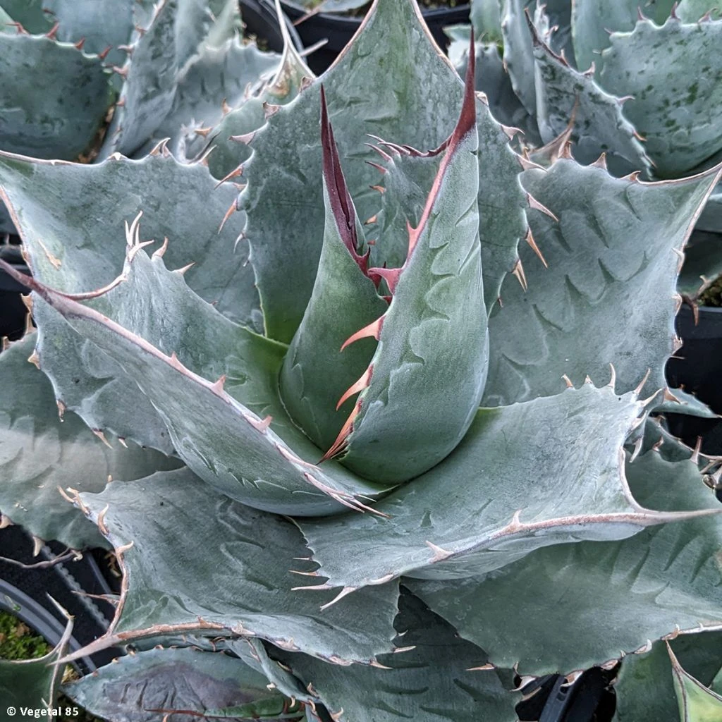 Agave Parrasana - Agave Chou 1 Agave Parrasana - Agave Chou