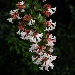 Abelia Grandiflora Semperflorens