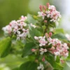 Abelia Mosanensis Sweet Emotion
