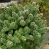 Sapin Nain - Abies Balsamea Piccolo