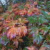 Érable Du Japon - Acer Japonicum Aconitifolium En Pot De 4/5L