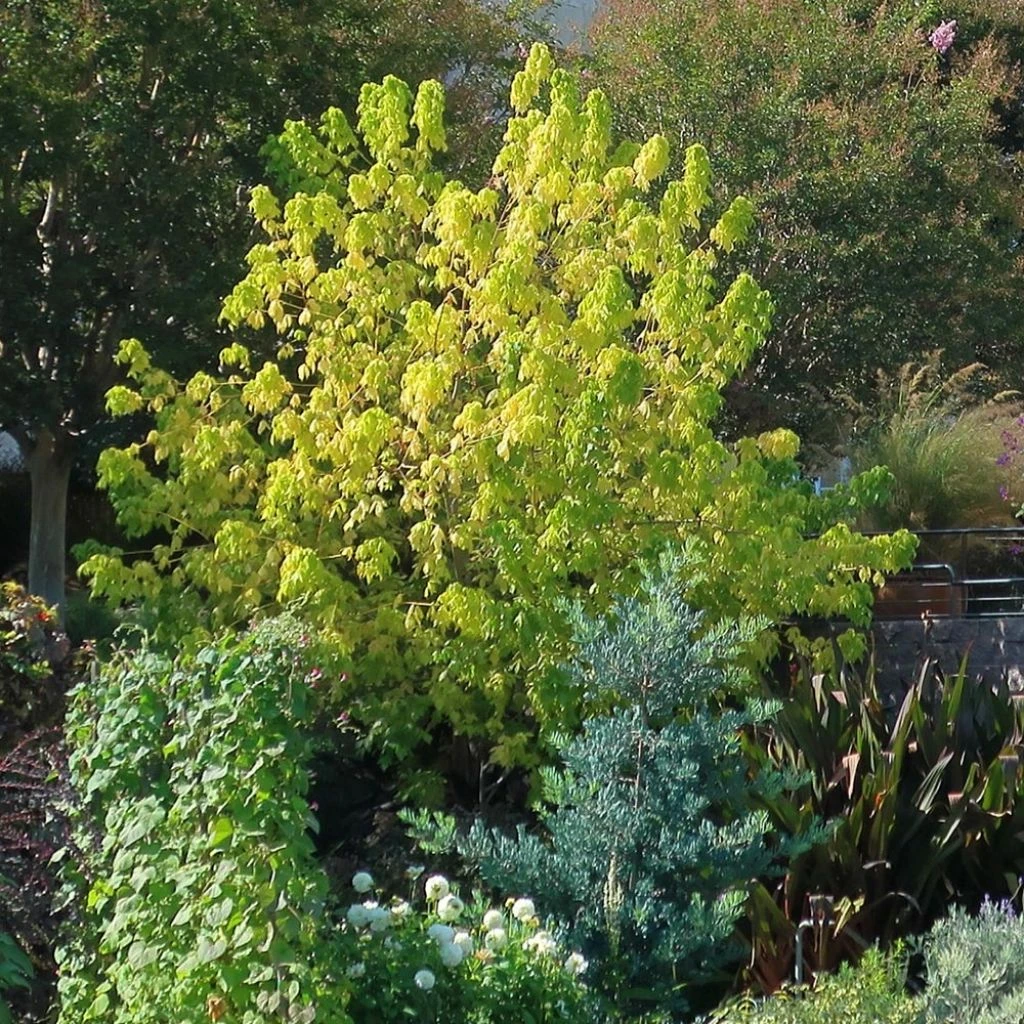 Érable à Feuille De Frêne Doré - Acer Negundo Kelly's Gold 1 Érable à Feuille De Frêne Doré - Acer Negundo Kelly's Gold