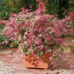 Érable Du Japon Beni Maiko - Acer Palmatum