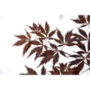 Érable Du Japon Black Lace - Acer Palmatum