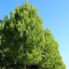 Acer Saccharinum Pyramidale - Érable Argenté