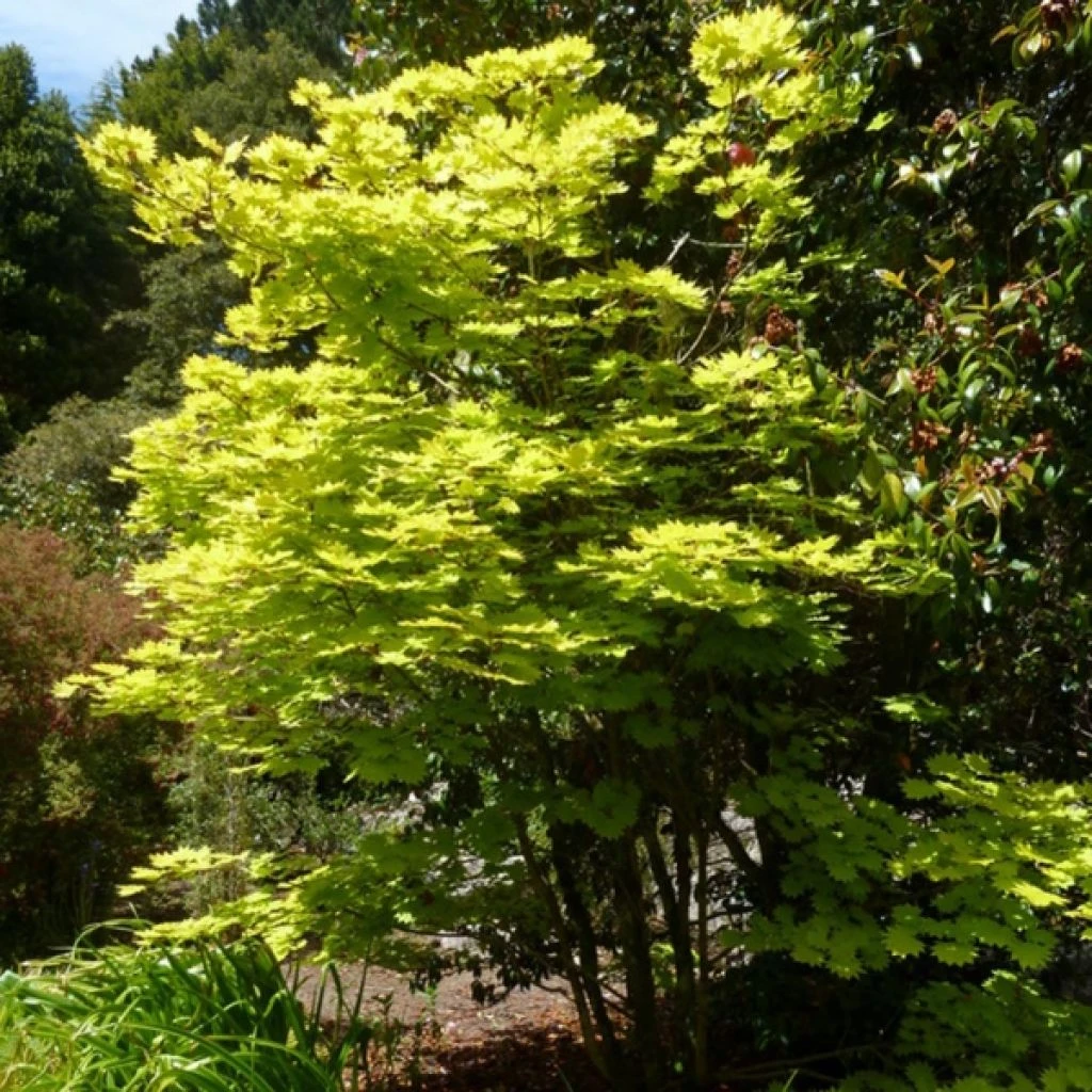 Érable Du Japon - Acer Shirasawanum Aureum 1 Érable Du Japon - Acer Shirasawanum Aureum