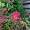 Albizia Julibrissin Evi's Purple - Arbre à Soie