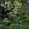 Aralia Spinosa - Angélique épineuse
