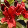 Azalée De Chine Nabucco - Azalea Mollis