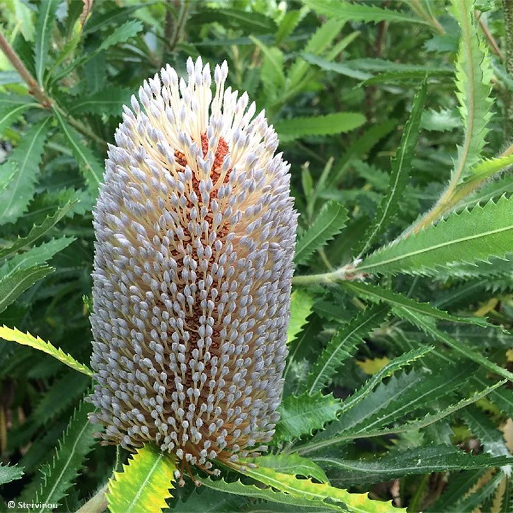 Banksia Serrata 1 Banksia Serrata