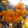 Berberis Darwinii Compacta - Épine-vinette