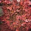 Berberis Thunbergii Fireball - Epine-vinette