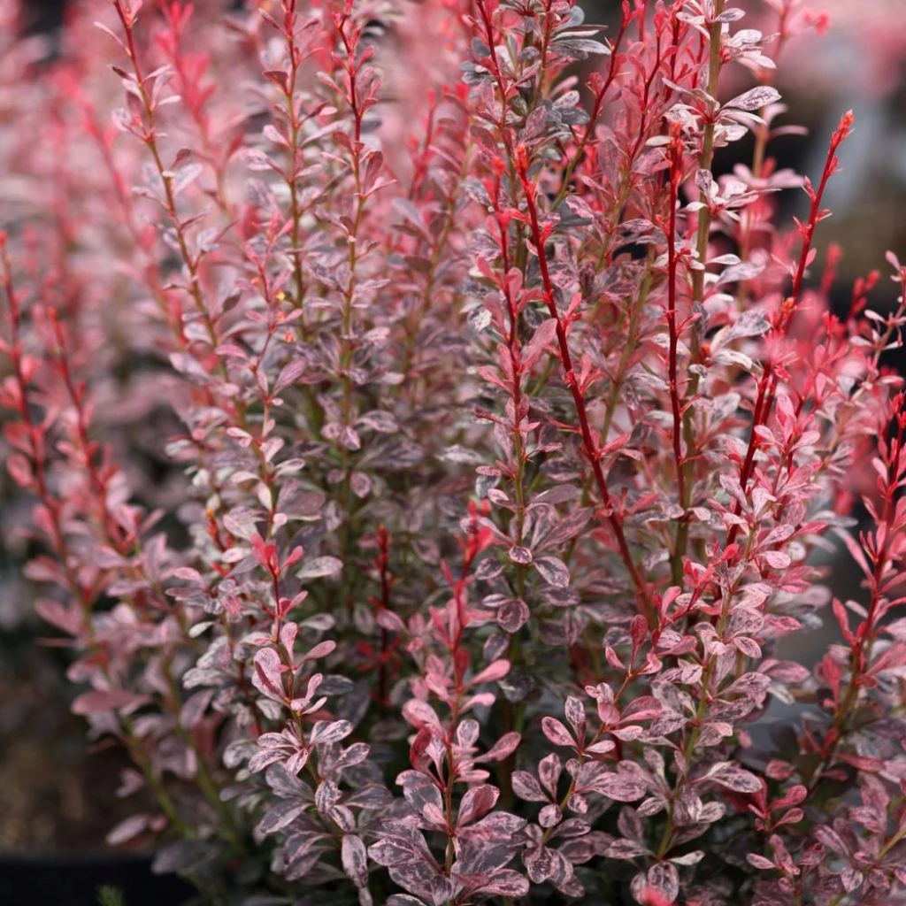 Berberis Thunbergii Rosy Rocket 1 Berberis Thunbergii Rosy Rocket