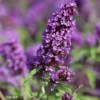 Buddleia Davidii Purple Emperor - Arbre Aux Papillons