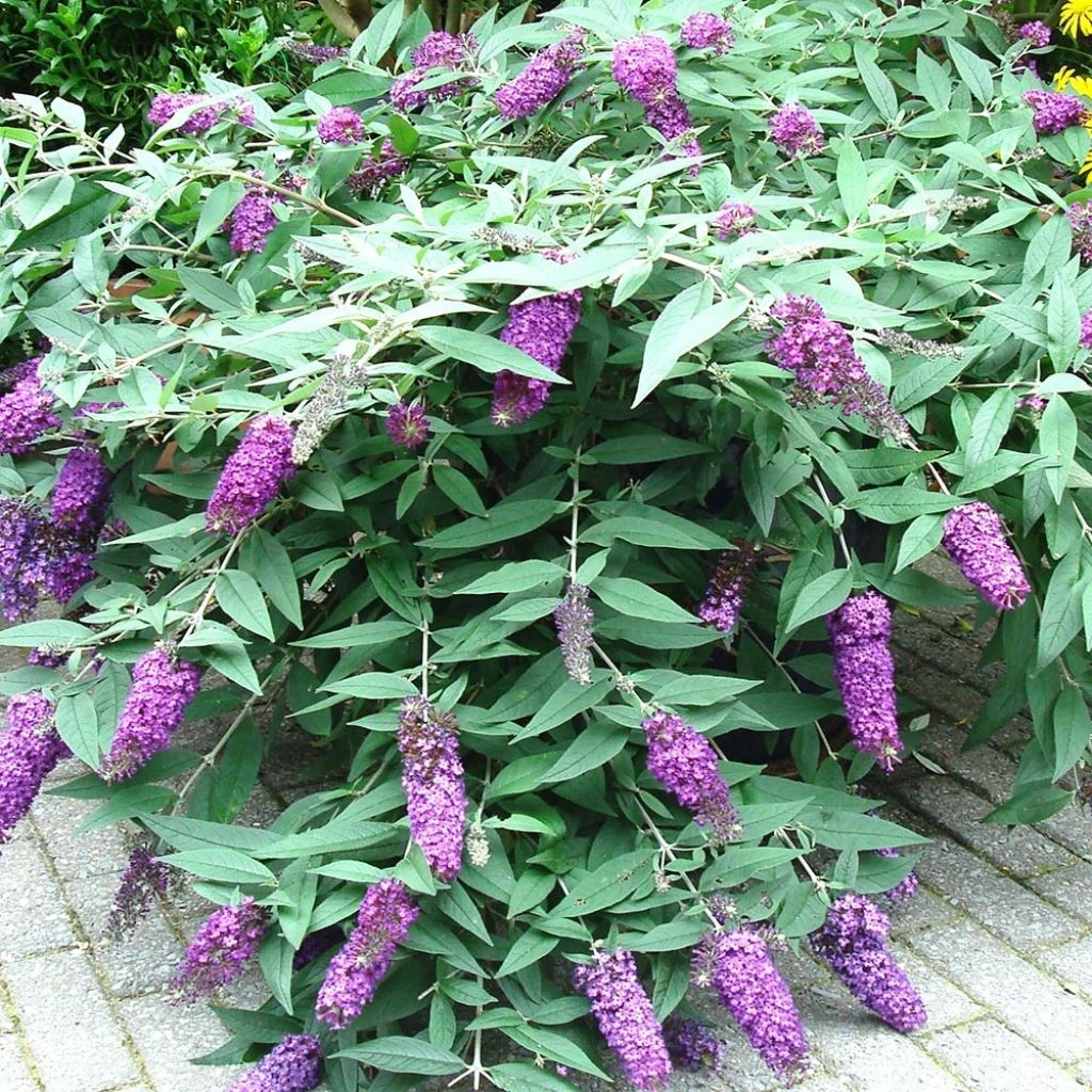 Buddleja BLOOMTASTIC® Dreaming Lavender - Arbre Aux Papillons Nain 1 Buddleja BLOOMTASTIC® Dreaming Lavender - Arbre Aux Papillons Nain