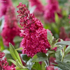 Buddleja Davidii Butterfly Candy Little Ruby - Arbre Aux Papillons Nain