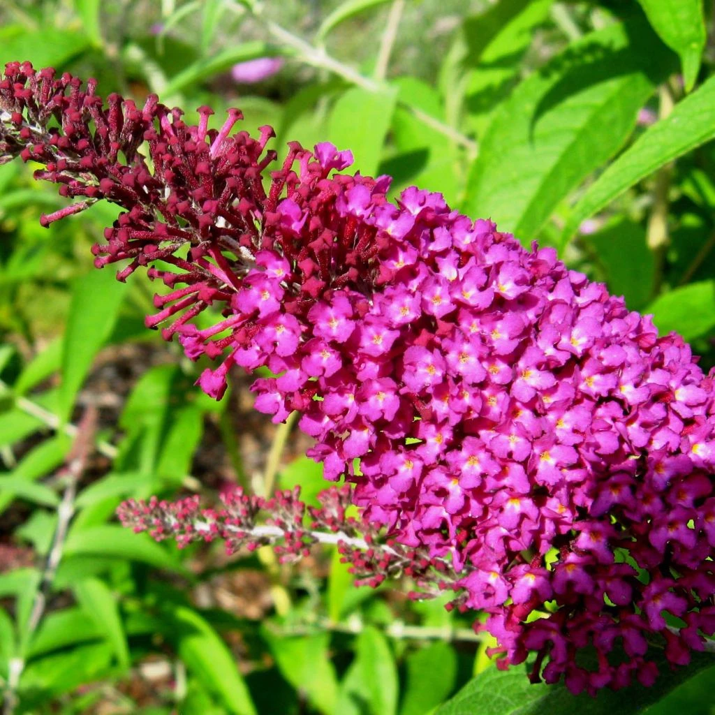 Buddleja Davidii Sugar Plum - Arbre Aux Papillons 1 Buddleja Davidii Sugar Plum - Arbre Aux Papillons