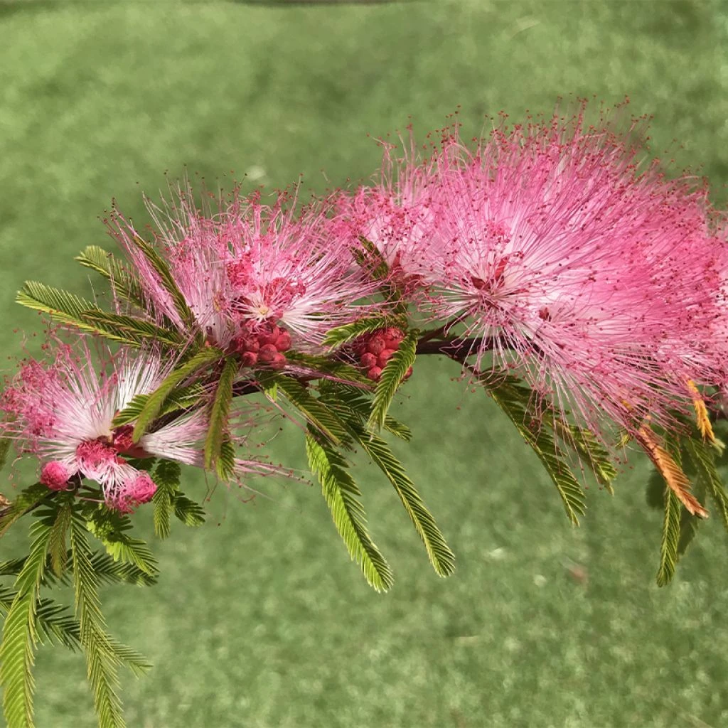 Calliandra Surinamensis Dixie Pink - Arbre Aux Houpettes 1 Calliandra Surinamensis Dixie Pink - Arbre Aux Houpettes