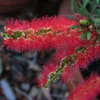 Callistemon Viminalis Captain Cook - Rince-bouteille