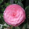 Camélia EG Waterhouse - Camellia (x) Williamsii