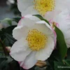 Camelia D'automne - Camelia Sasanqua Narumi Gaita