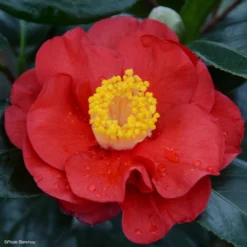 Camélia San Dimas - Camellia Japonica