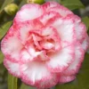 Camellia Betty's Beauty - Camélia Classique