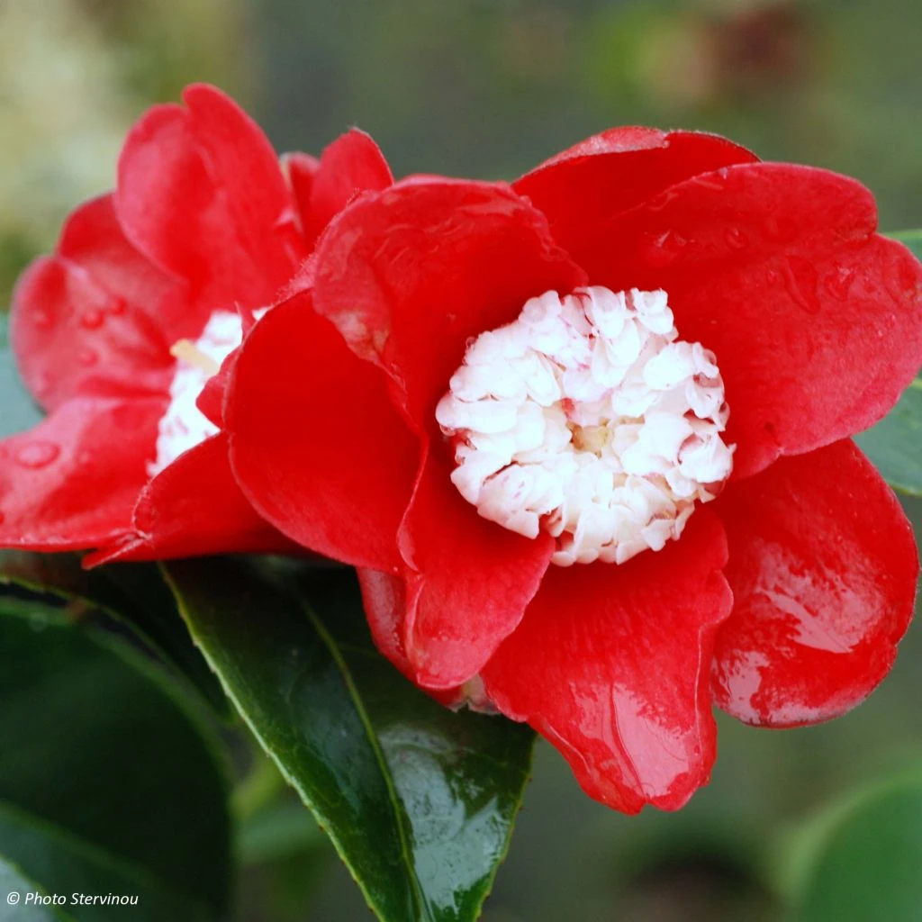 Camélia Bokuhan - Camellia Japonica 1 Camélia Bokuhan - Camellia Japonica