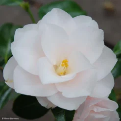 Camélia Hagoromo - Camellia Japonica