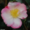Camélia D'automne - Camellia Sasanqua Gay Border