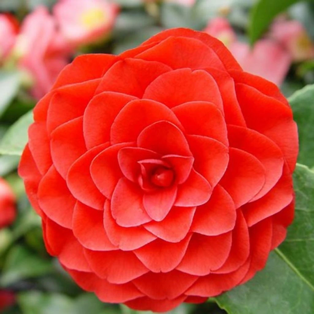 Camélia Roger Hall - Camellia Japonica 1 Camélia Roger Hall - Camellia Japonica