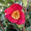 Camélia D'automne - Camellia Sasanqua Yuletide
