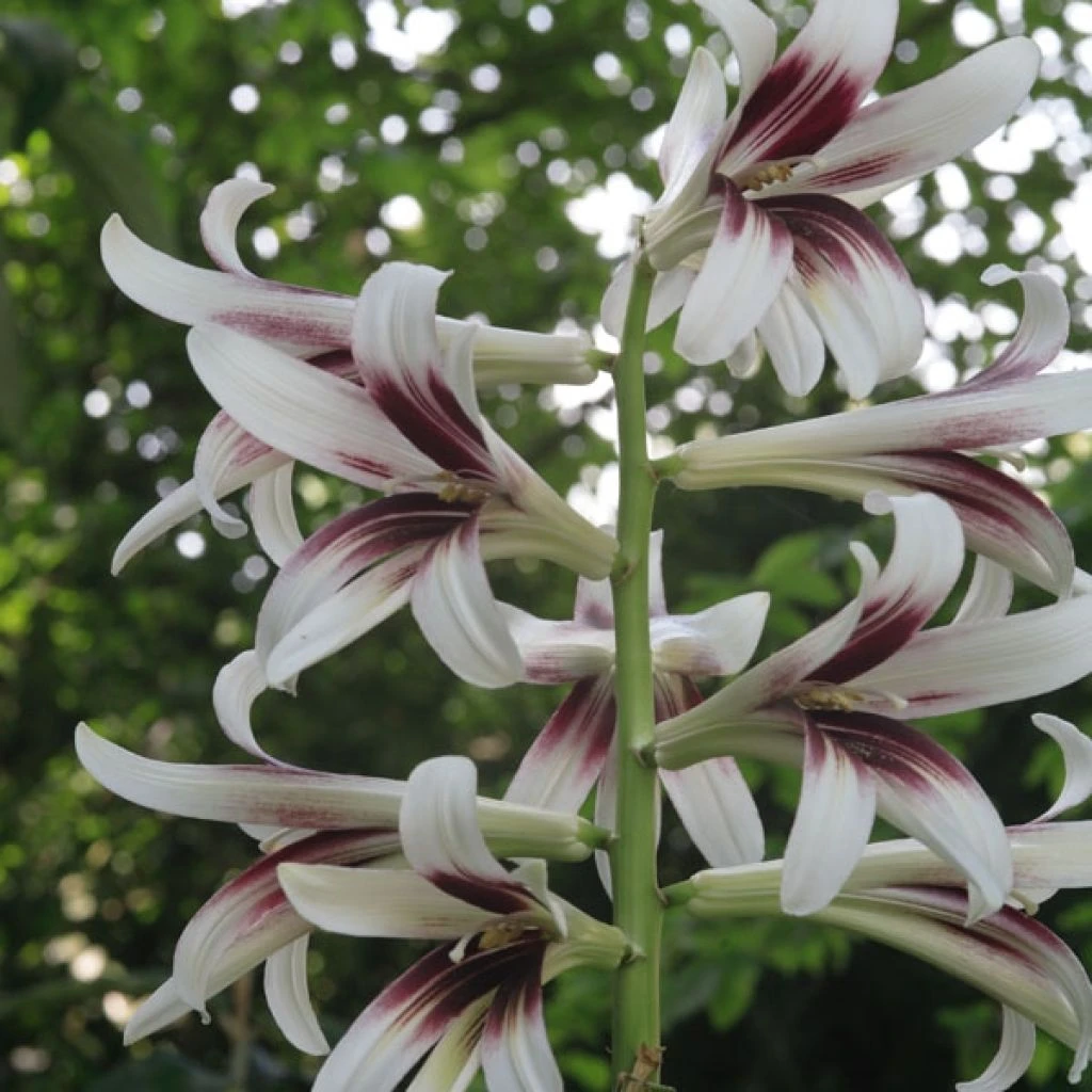Cardiocrinum Giganteum - Lis Géant De L'Himalaya 1 Cardiocrinum Giganteum - Lis Géant De L'Himalaya