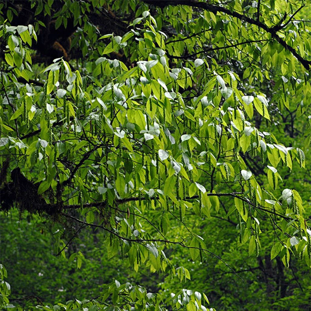 Carpinus Fangiana - Charme De Fang 1 Carpinus Fangiana - Charme De Fang