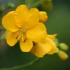 Cassia Floribunda - Senné