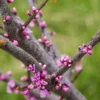 Cercis Canadensis Little Woody - Gainier Du Canada