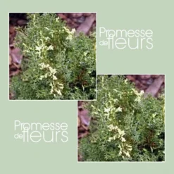 Faux Cyprès Du Japon - Chamaecyparis Obtusa Snowflake