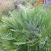 Chamaerops Humilis Compacta - Palmier Nain