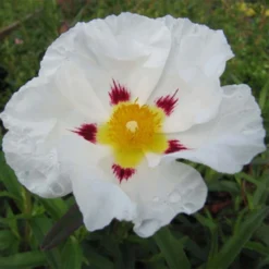 Cistus (x) Loretii - Ciste à Feuilles étroites