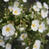 Cistus Monspeliensis - Ciste De Montpellier