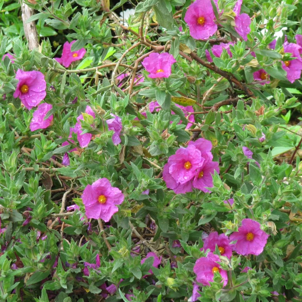 Cistus Pulverulentus - Ciste Pulvérulent 1 Cistus Pulverulentus - Ciste Pulvérulent