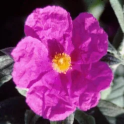Cistus Pulverulentus Sunset - Ciste Pulvérulent