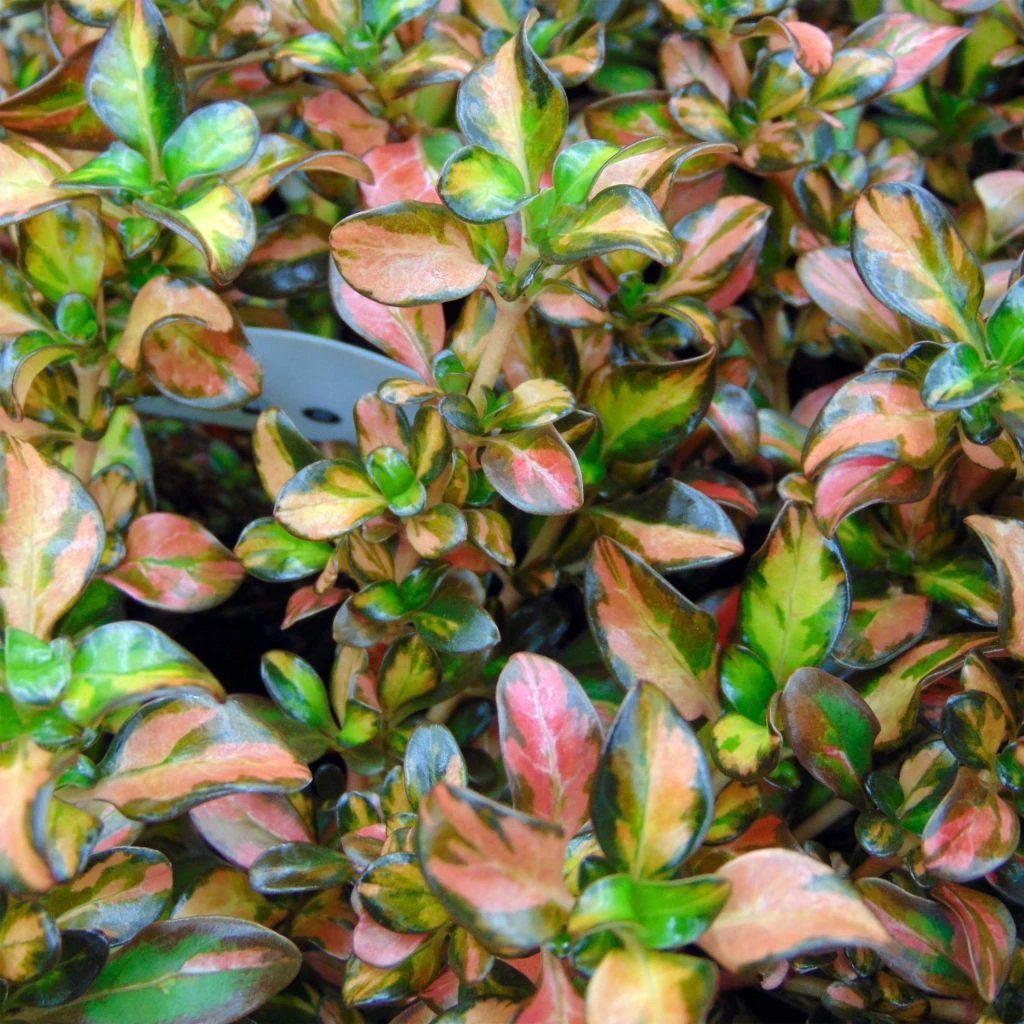 Coprosma Evening Glow 1 Coprosma Evening Glow