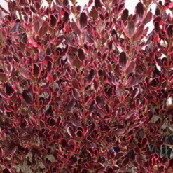 Coprosma Pacific Dawn