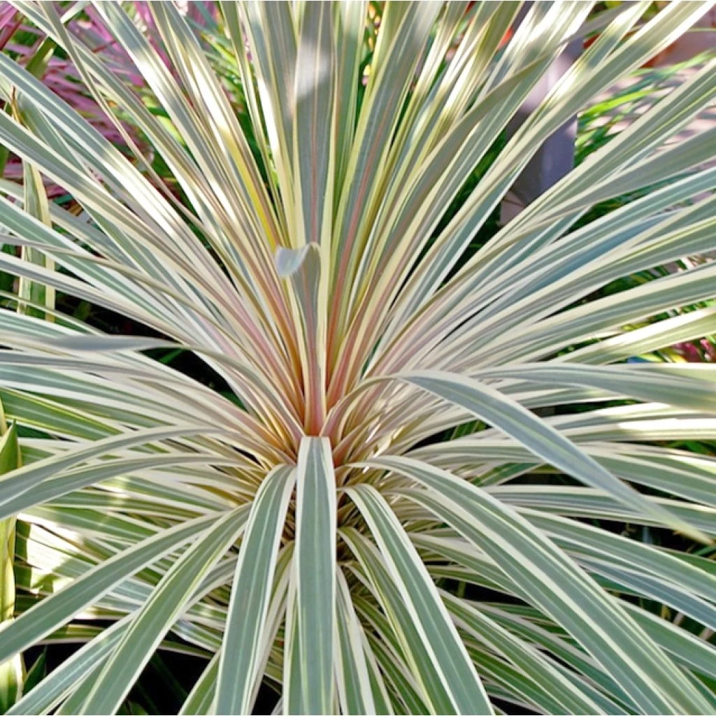 Cordyline Australis Pink Champagne 1 Cordyline Australis Pink Champagne