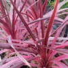 Cordyline Australis Pink Passion