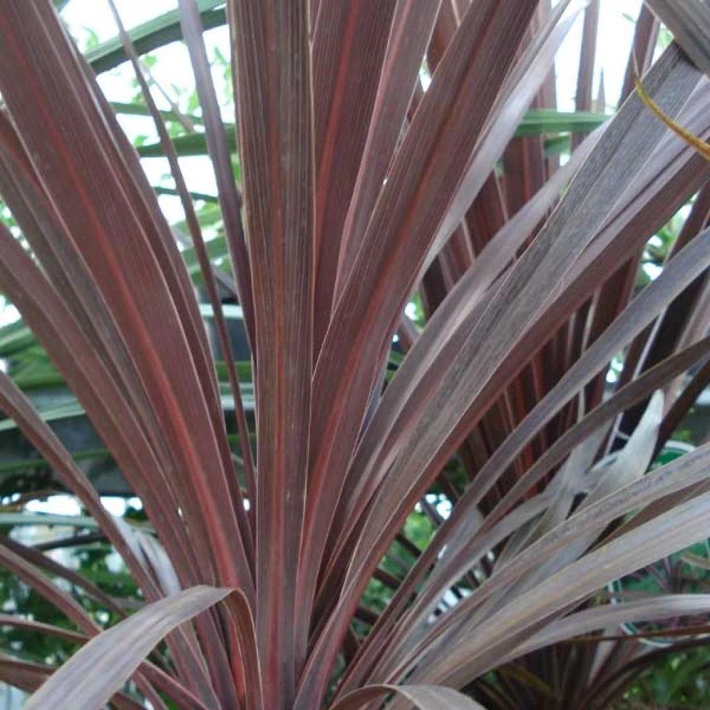 Cordyline Australis Red Star 1 Cordyline Australis Red Star